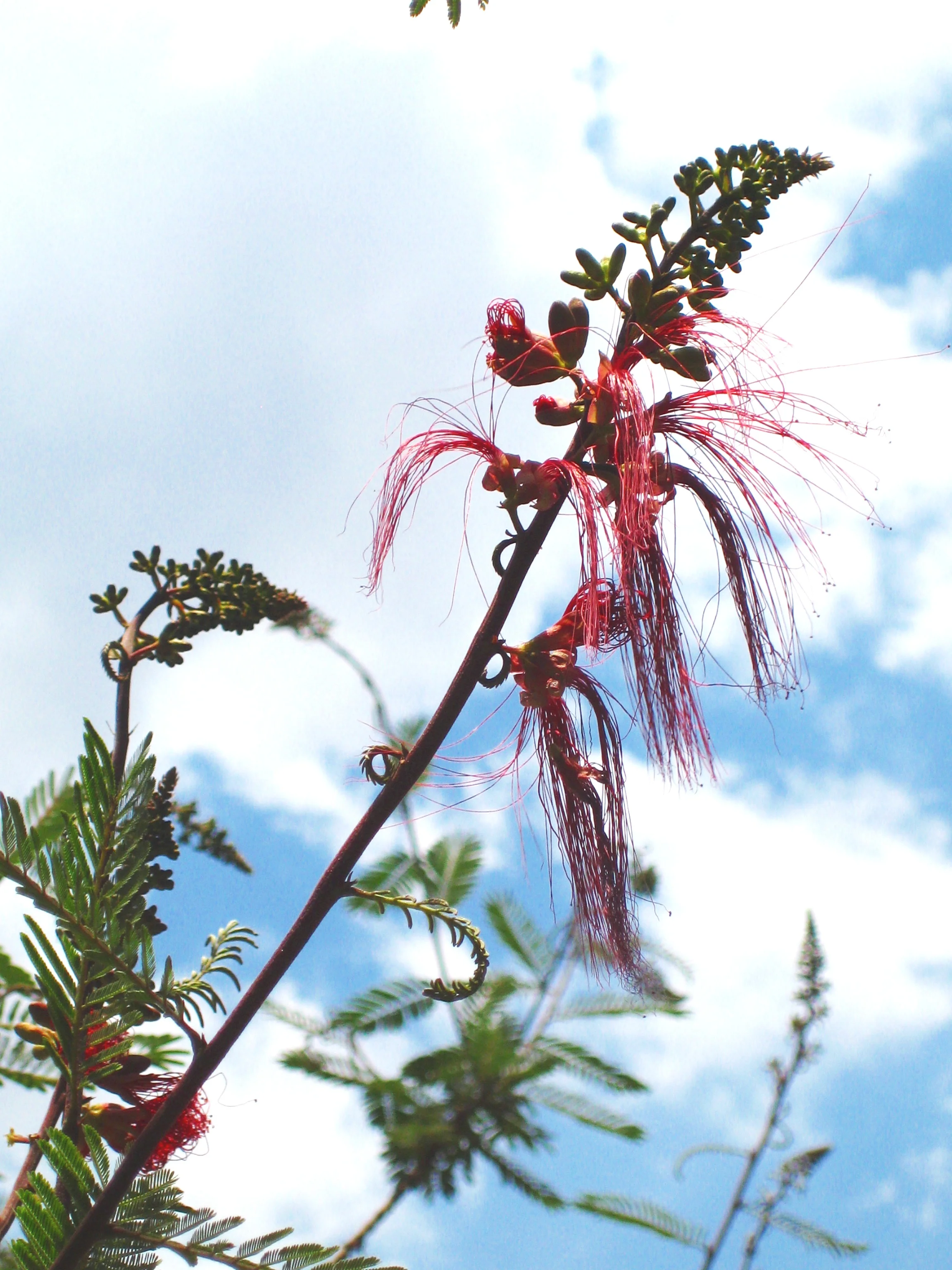 Calliandra sp . flower, Mexico City botanical garden, 2008