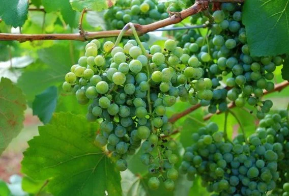 green grapes.jpg