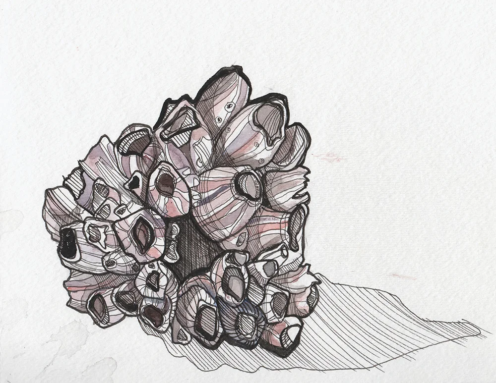 barnacles.jpg