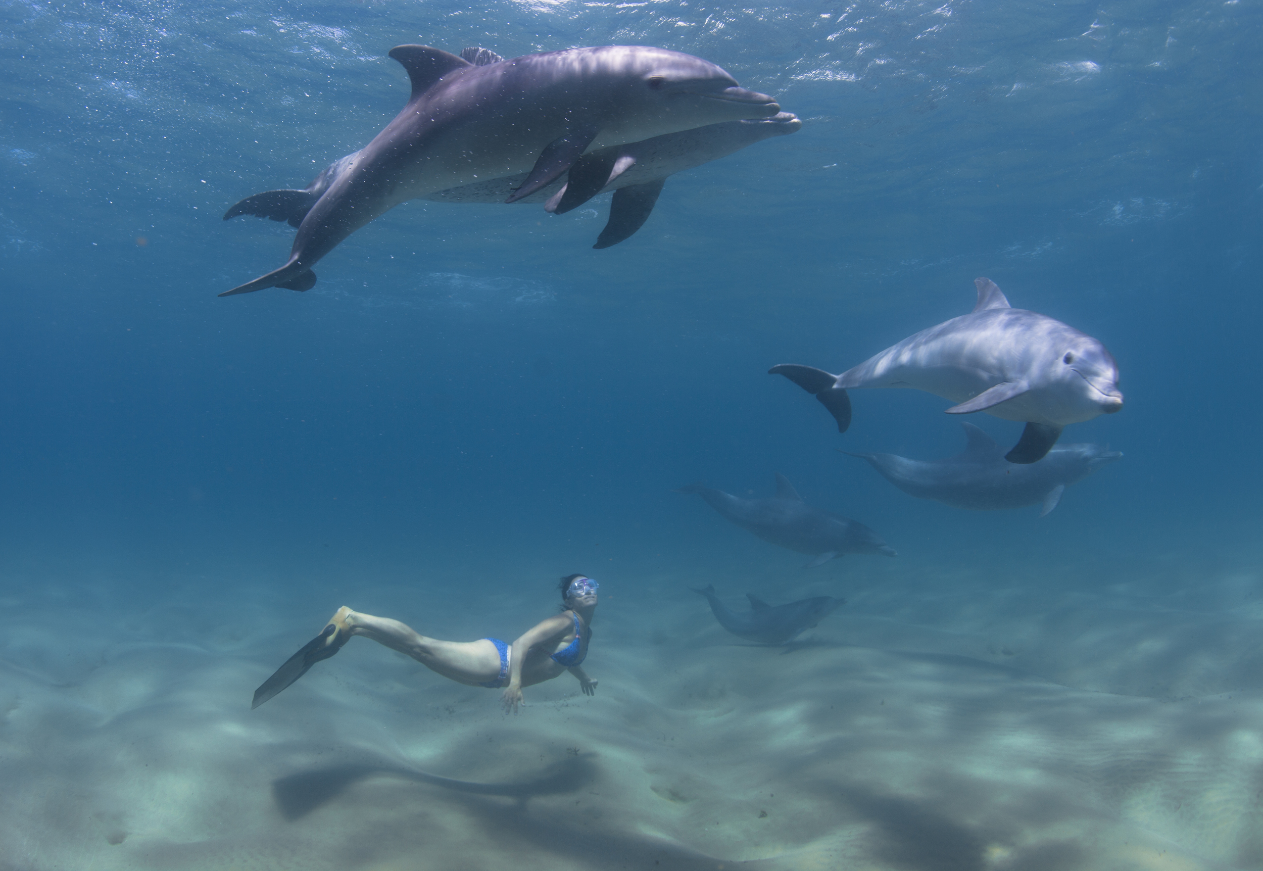 The Telegraph UK / The World's Quirkiest Tours lists Freediving with Dolphins in Top 10 with Steppes Travel February 4, 2016 'A holiday that combines Vinyasa yoga with swimming with dolphins and freediving? That’s what Steppes Travel proposes with their new 10-day Freediving, Yoga and Dolphins itinerary which visits Mozambique, where you will learn the basics of freediving under the expert tutelage of freedive record holder Hanli Prinsloo. This will be followed by a spot of swimming with dolphins in the Ponta D’Ouro coast before returning ashore to practice Vinyasa yoga. Each day begins with a yoga session to prepare you for the day’s activities.'' Read the whole article here on the The Telegraph UK.