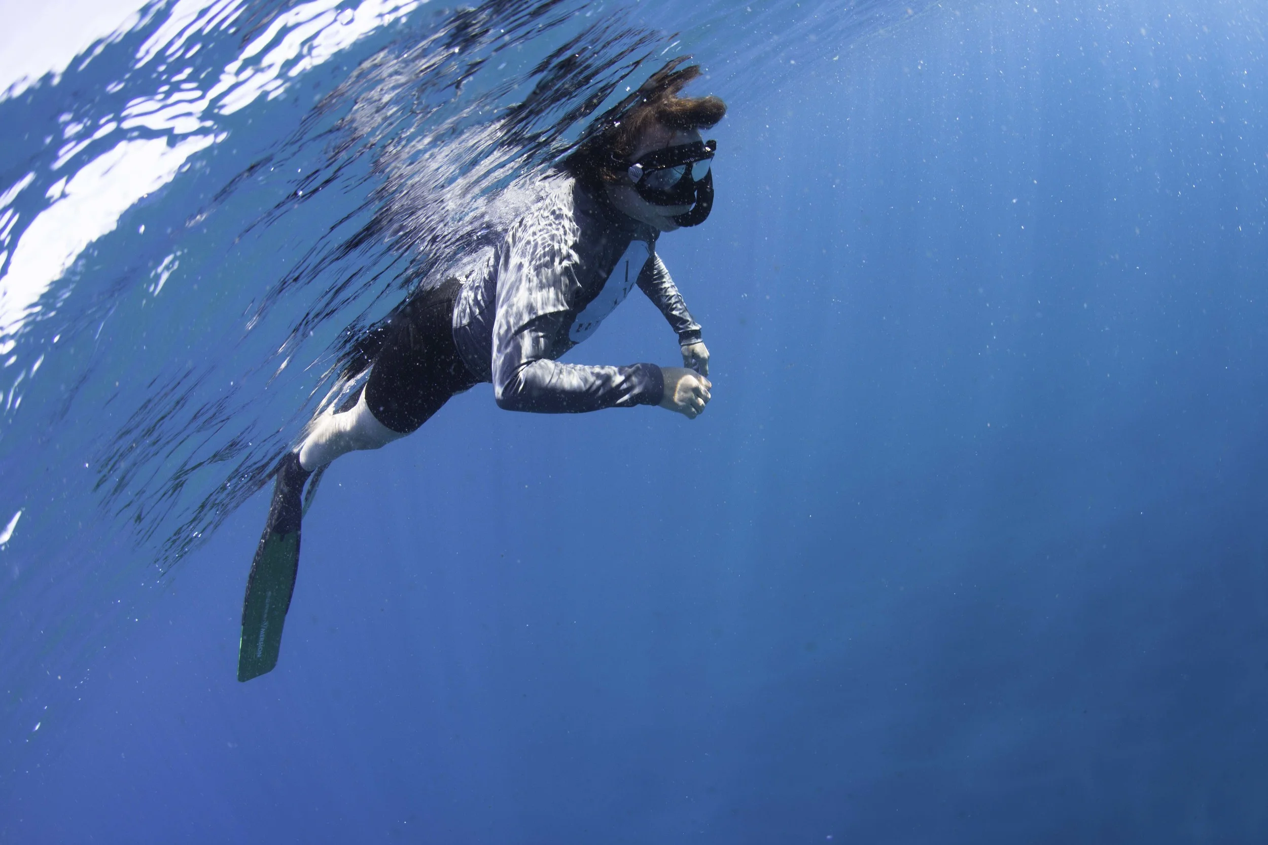 Dolphins in Mozambique, June 2016