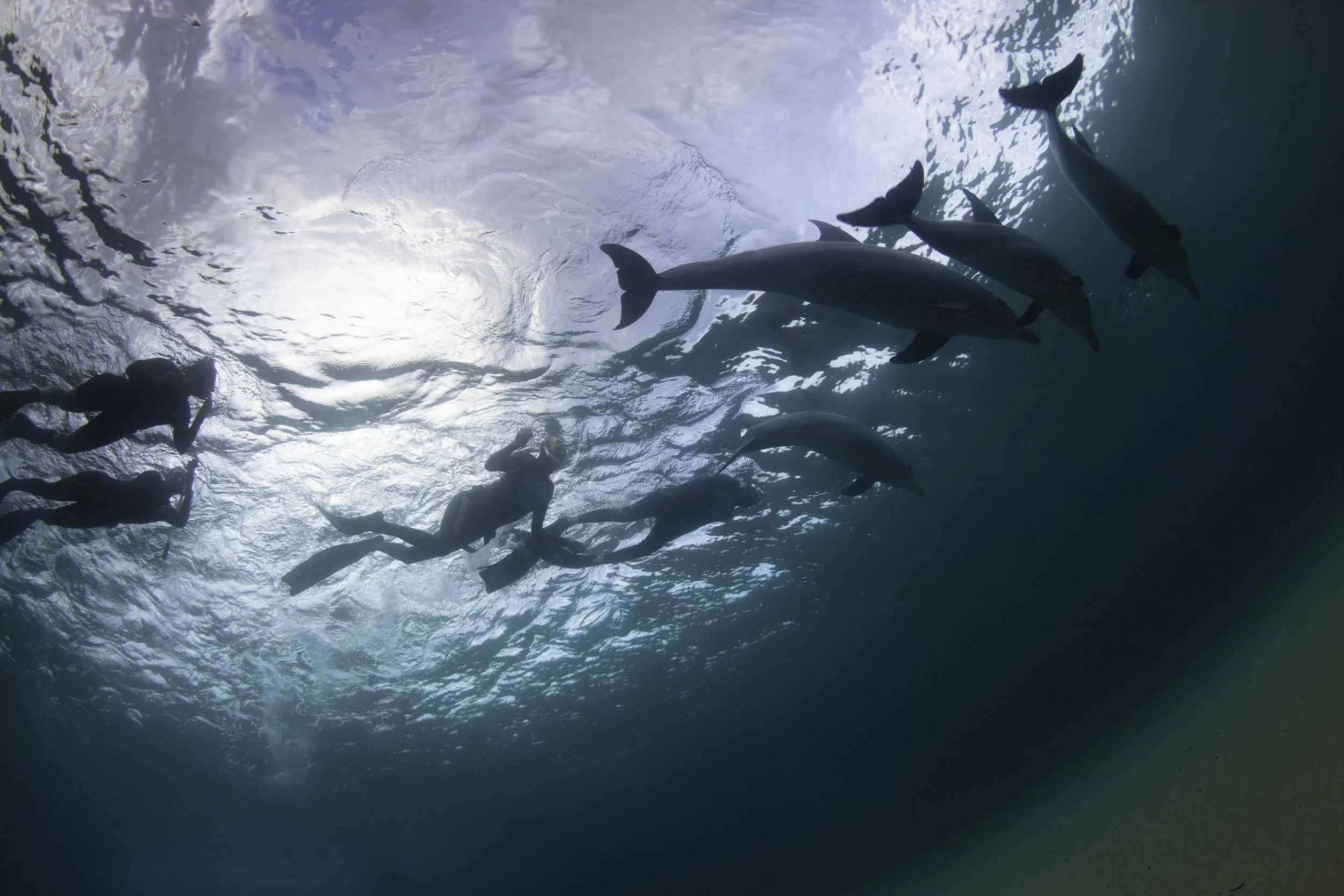 Motivated by Dolphins!