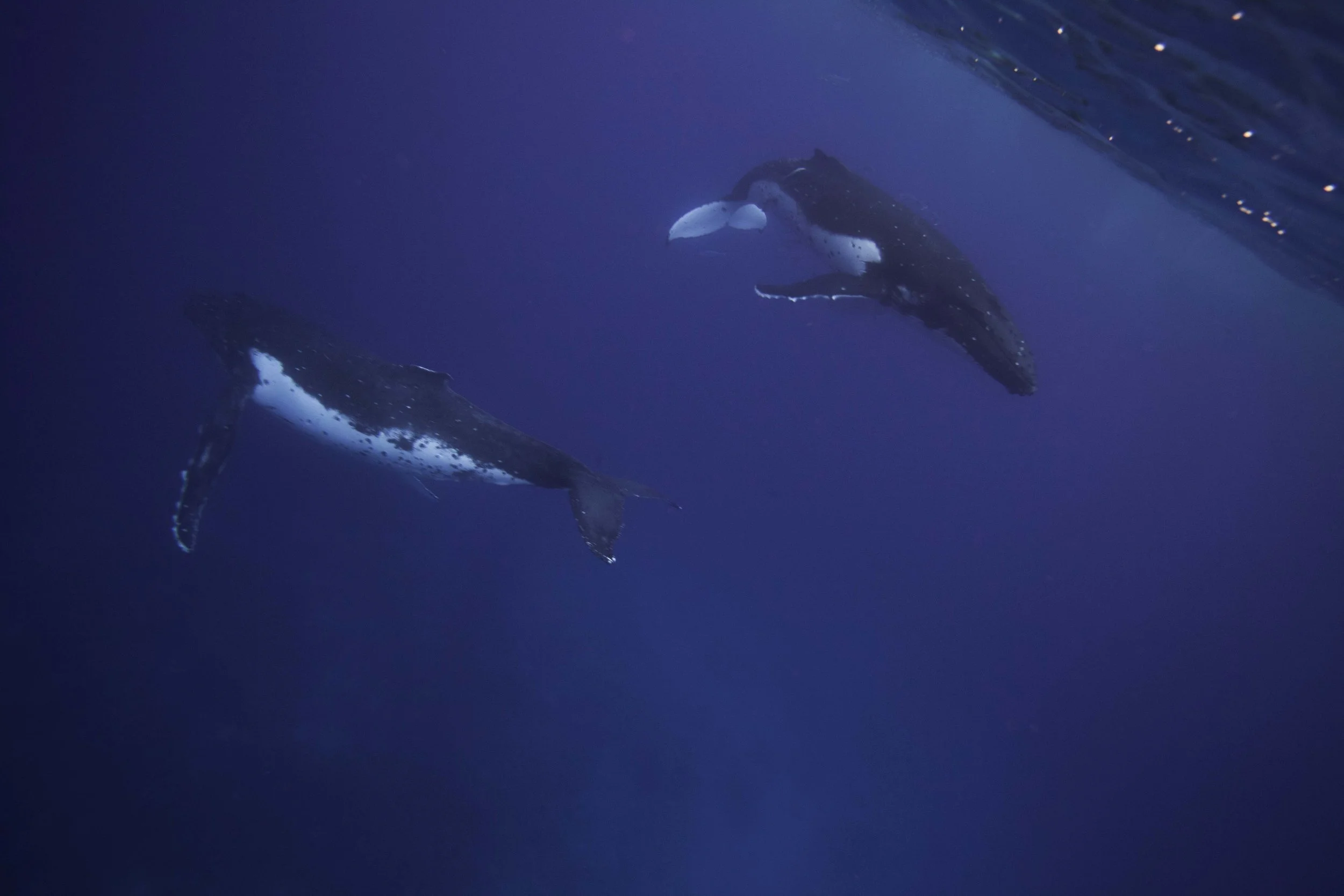 Humpback Whales in the South Pacific