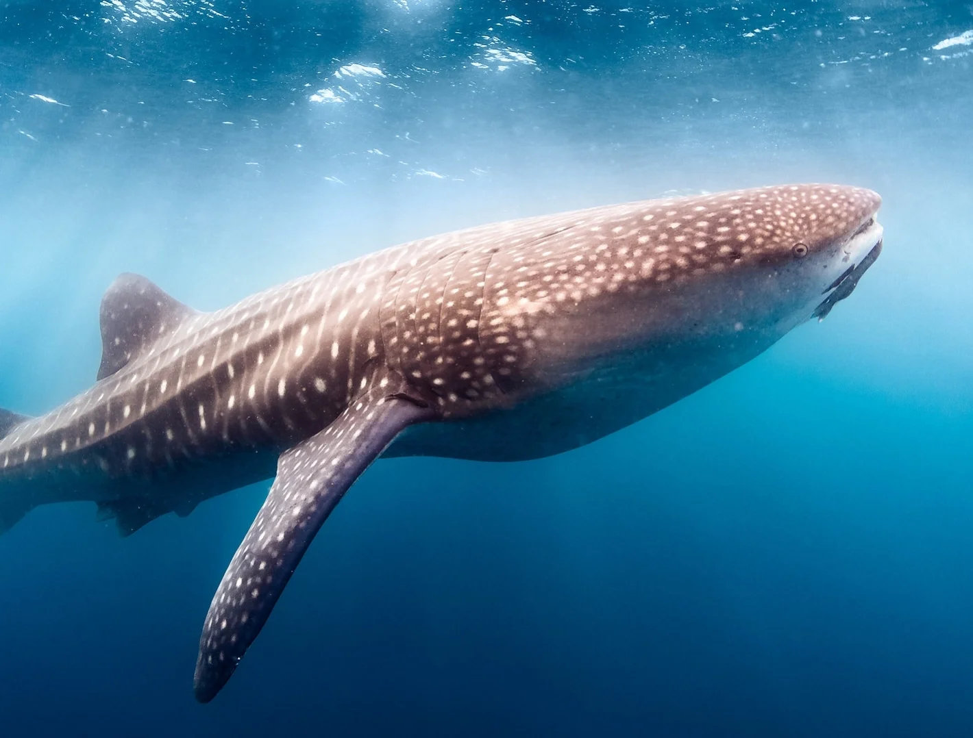 whaleshark_Peter.jpg