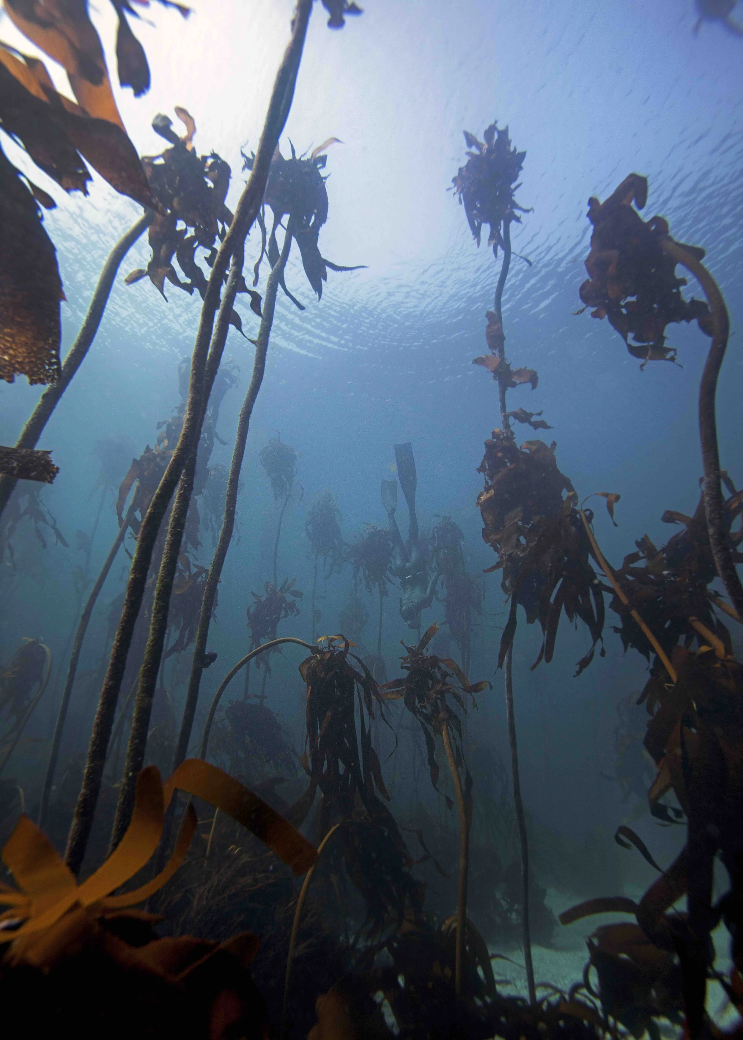 Kelp_ReachingForSunlight_CapeTown.jpg