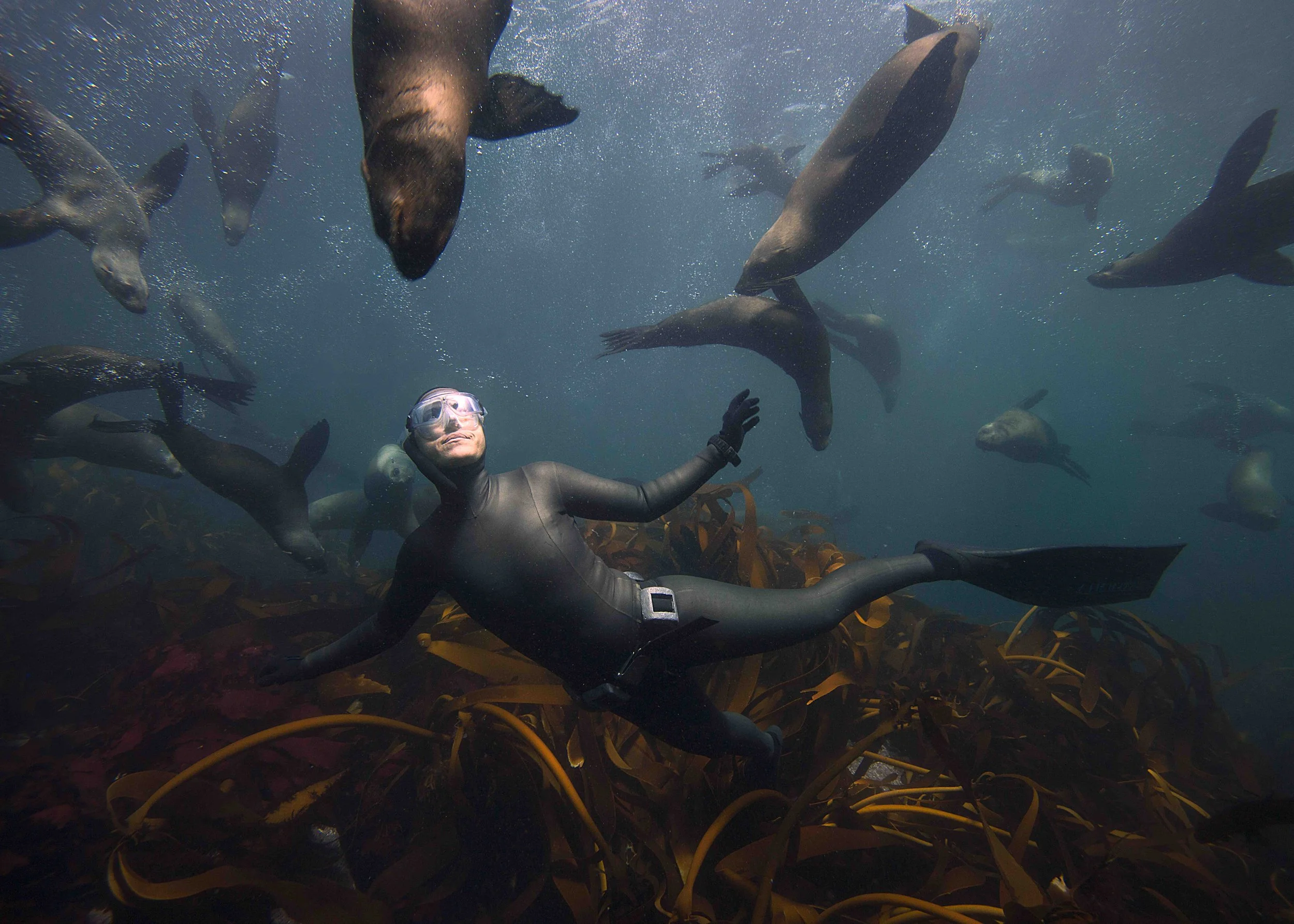 Hanli_Seals_CapeTown.jpg