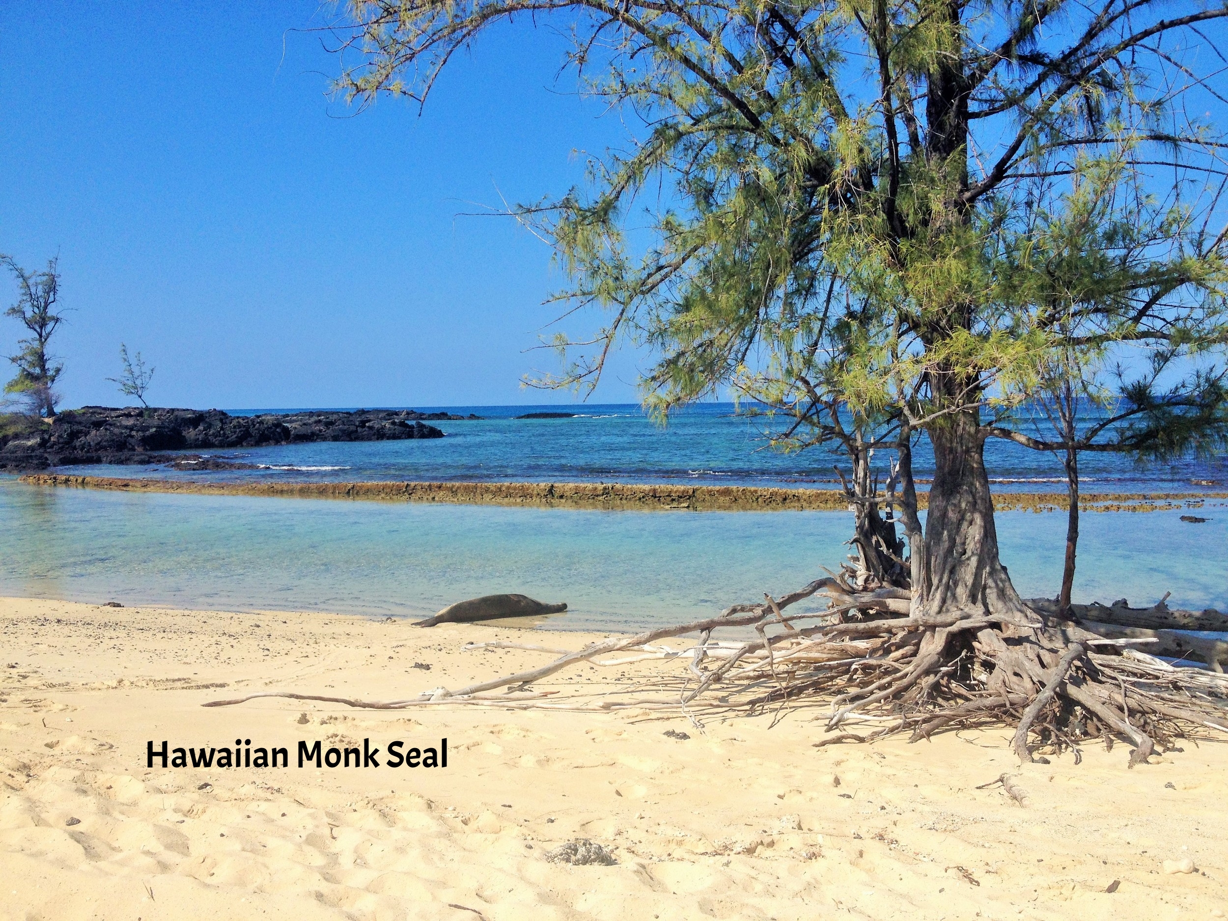 HawaiianMonkSeal.jpg