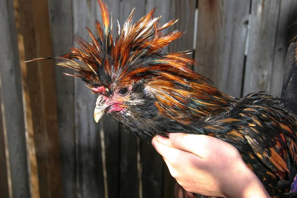 Rooster.jpg