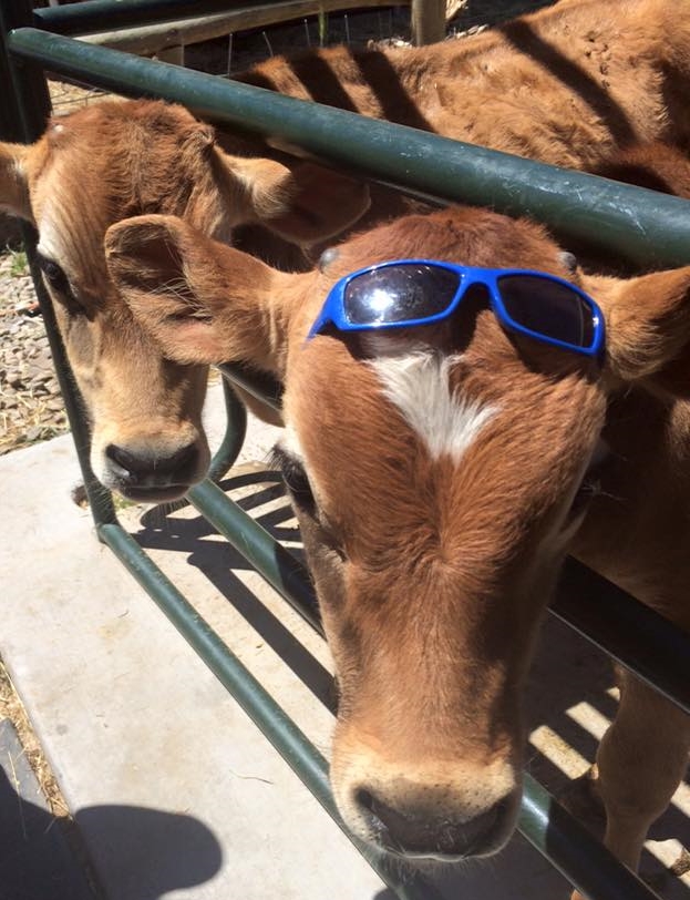 cows.jpg