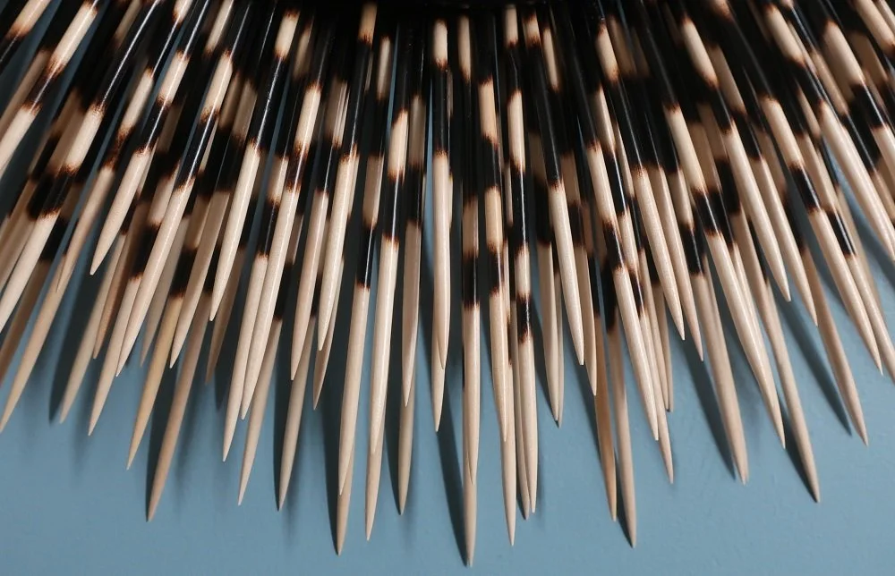 naturaltip_quills.jpg