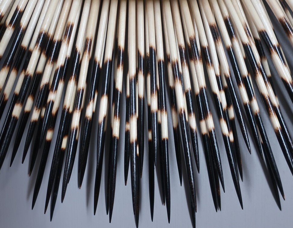 darktip_quills.jpg