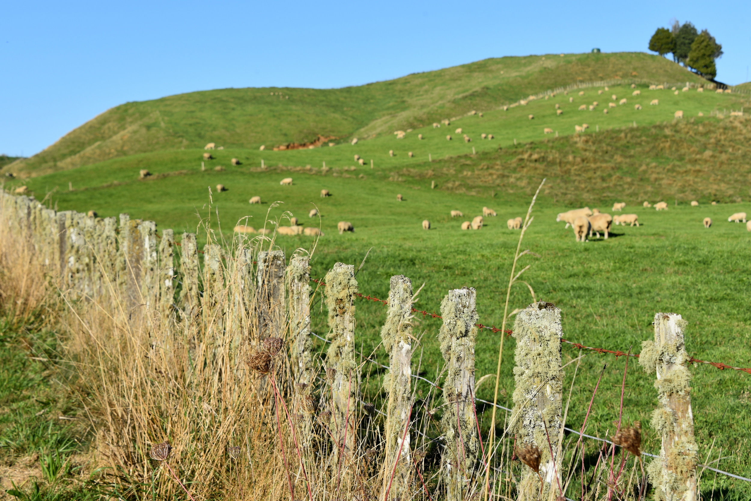 DSC_1590.JPG