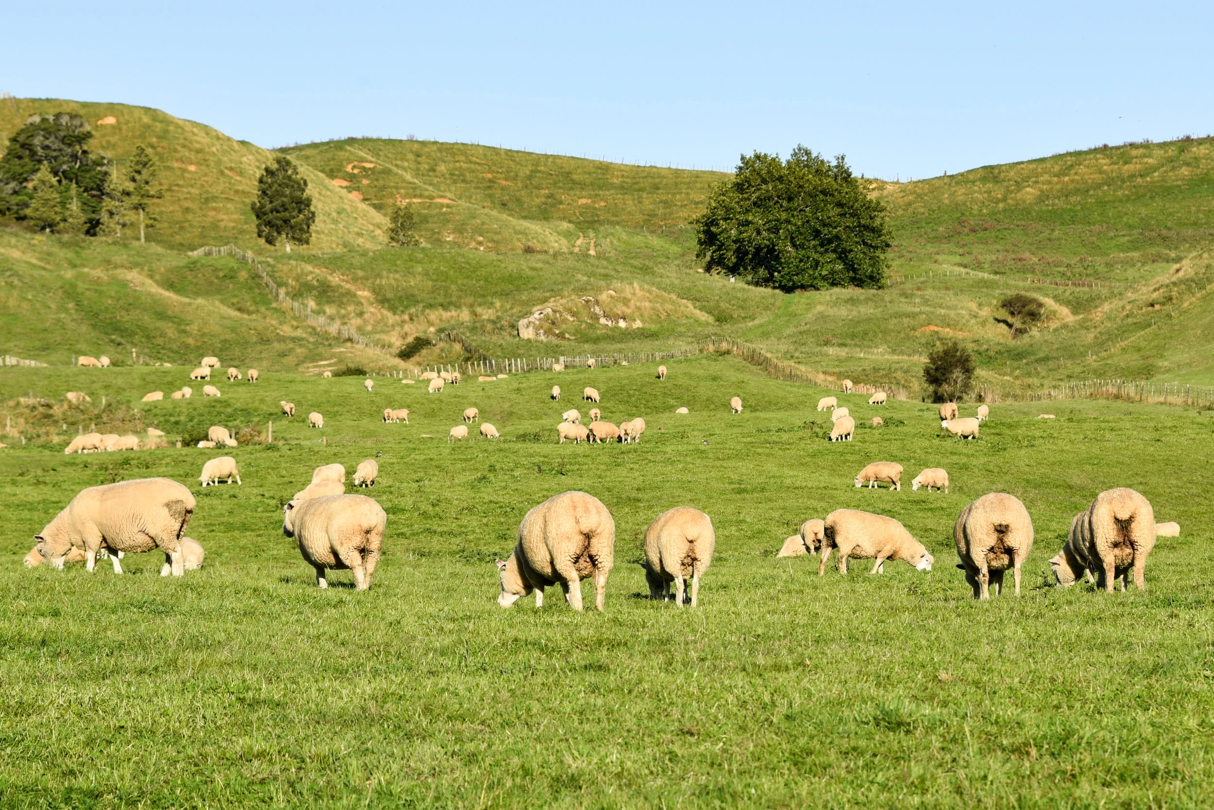 North Island