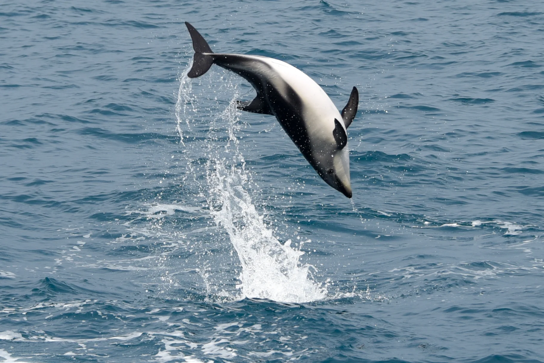 Kaikoura
