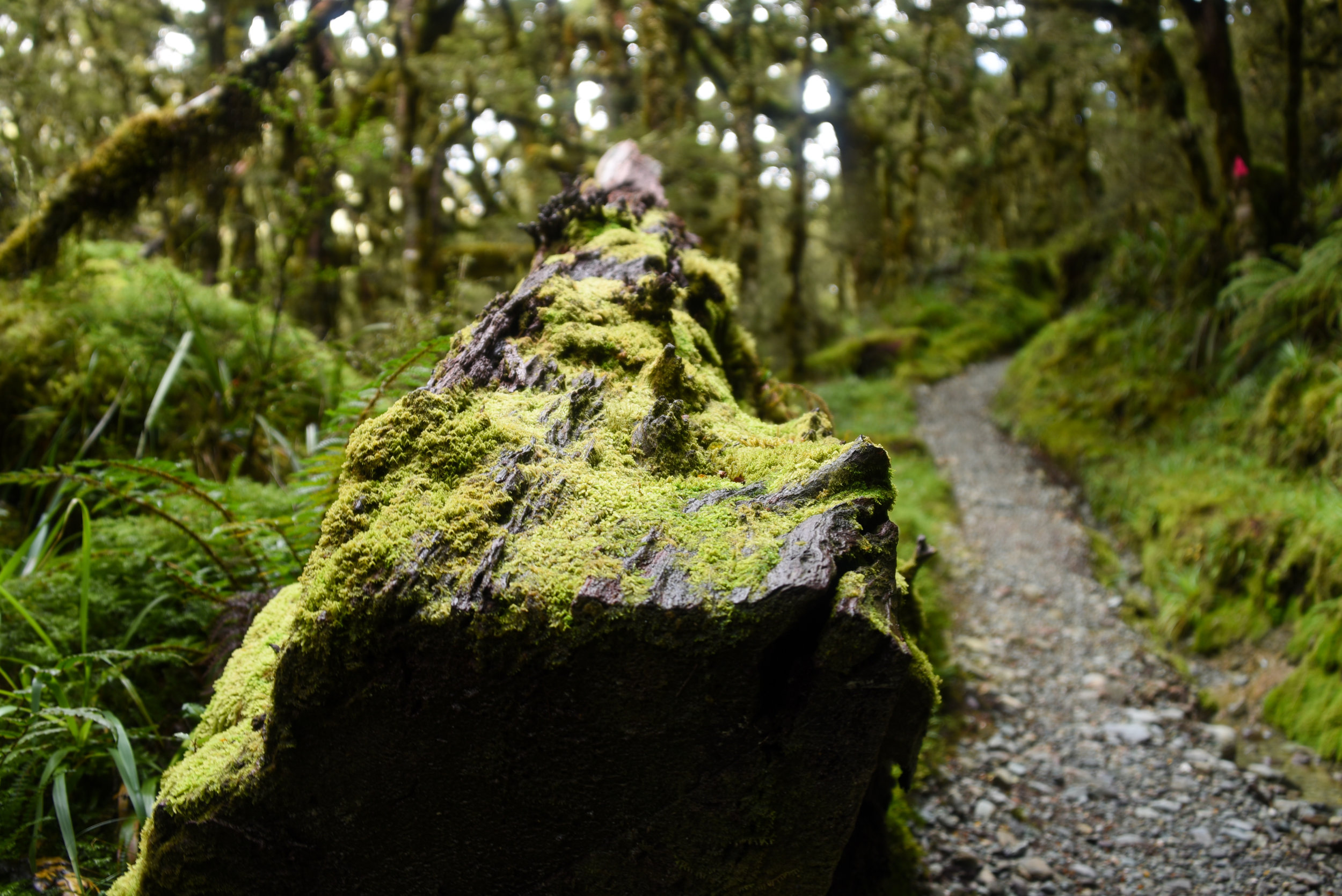 Routeburn Track