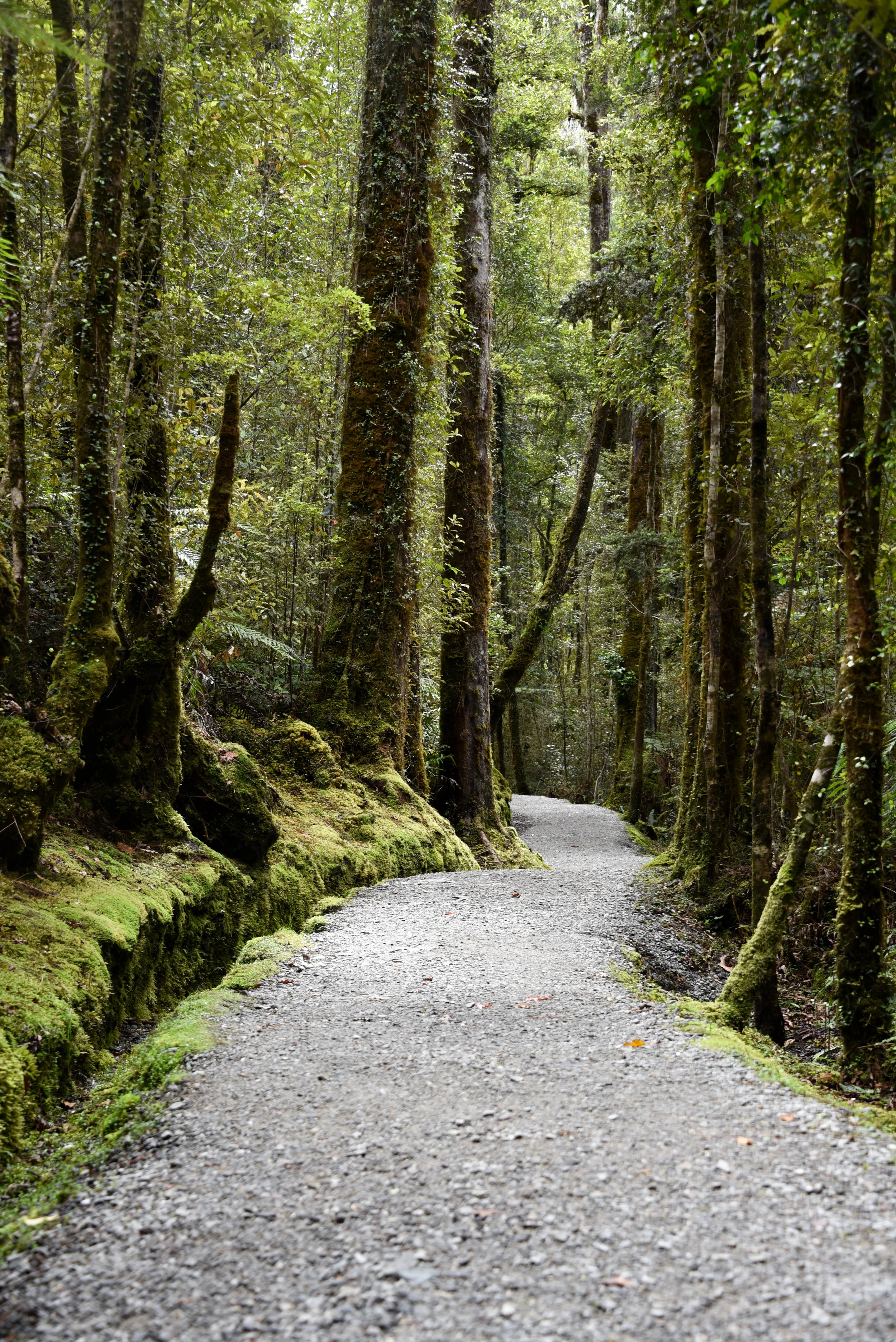 Lake Matheson