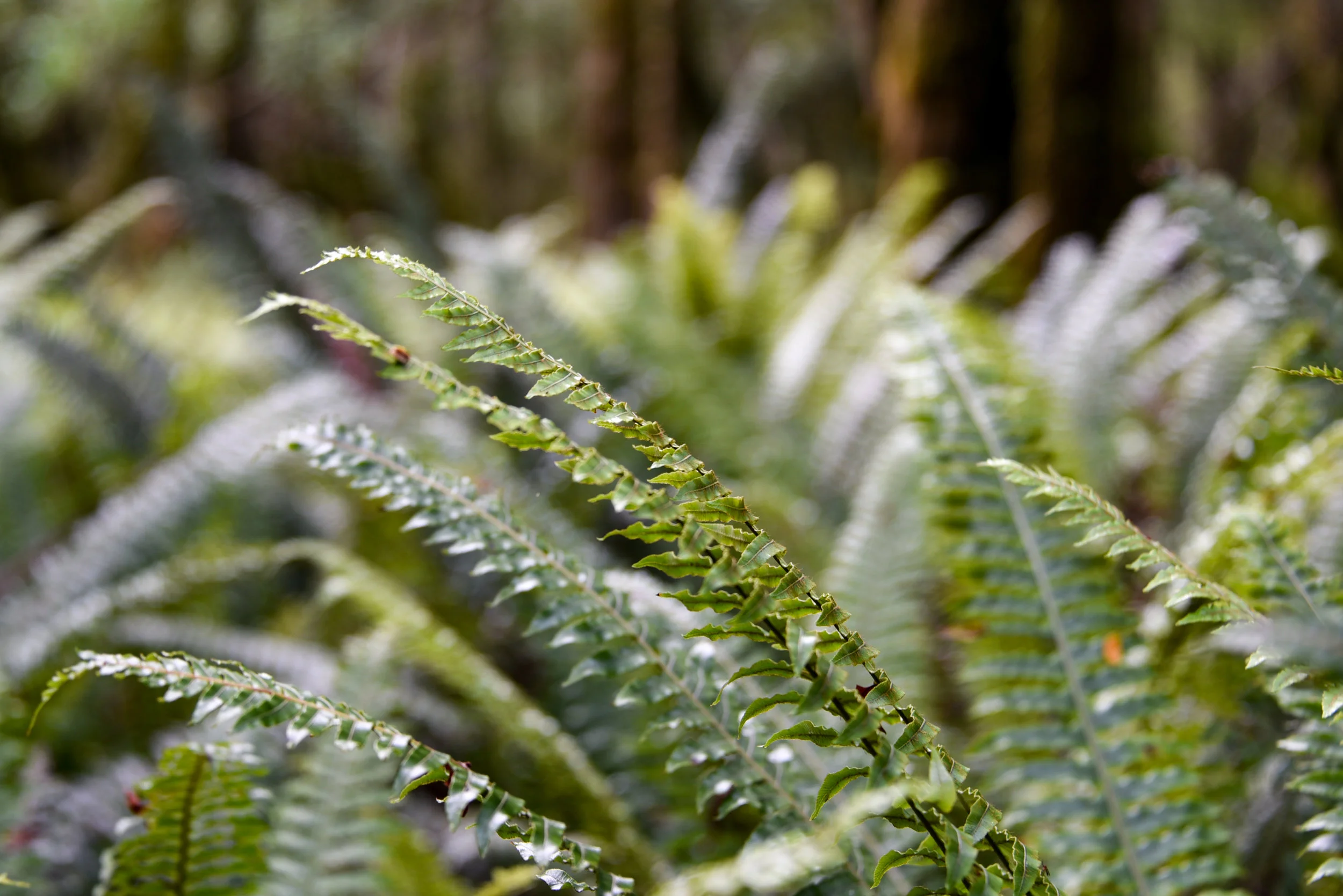 Kepler Track
