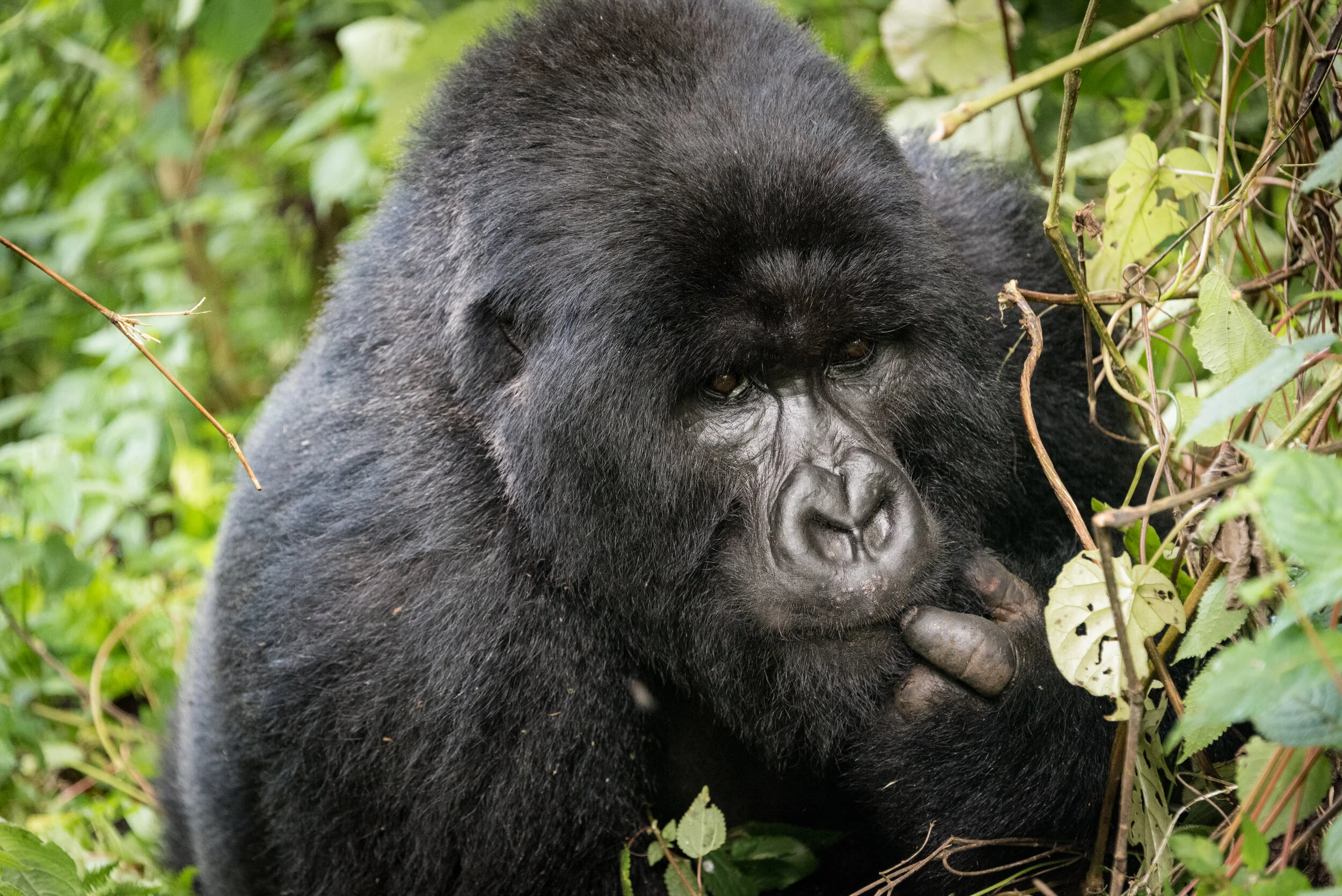 Gorillas and Guerillas