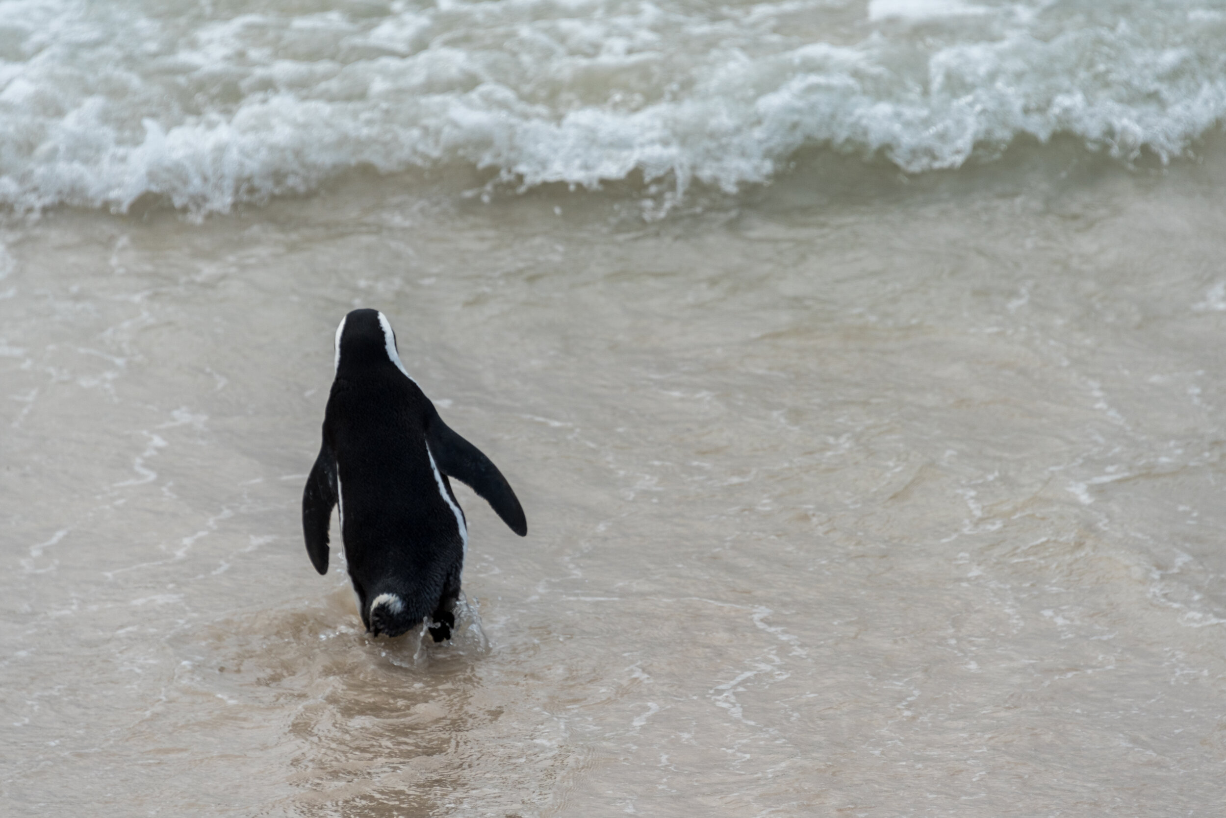 DSC_6864.JPG