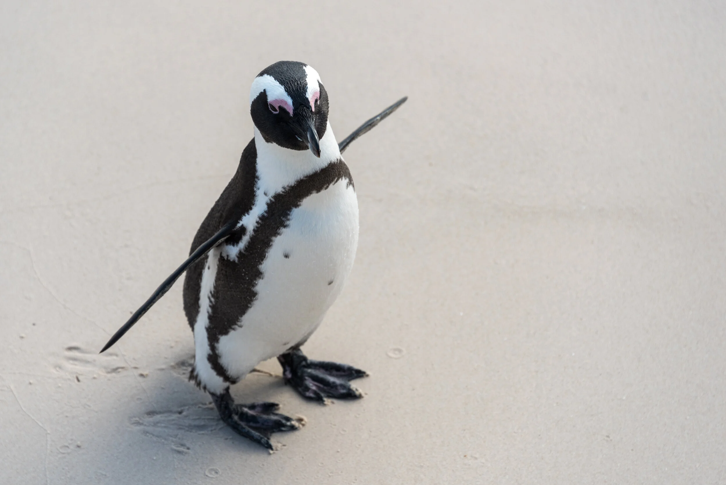 Hangin' with Mr. Penguin