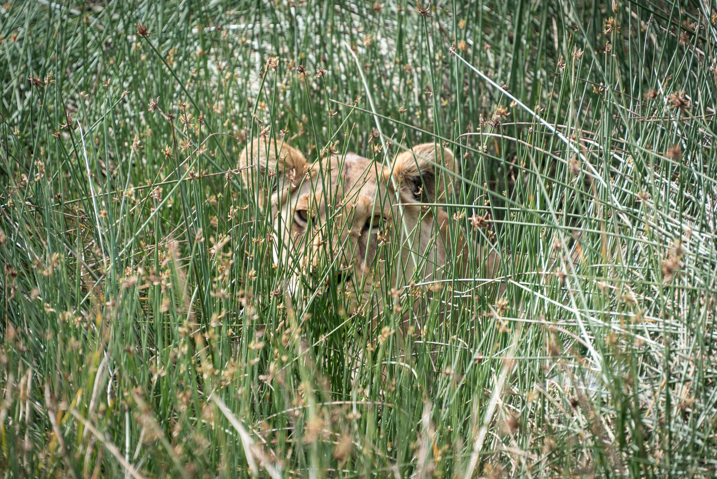 DSC_3412.JPG