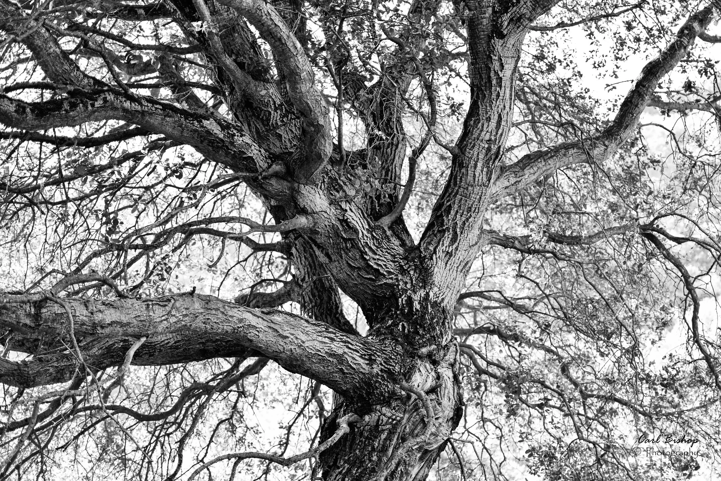 Ancient Tree