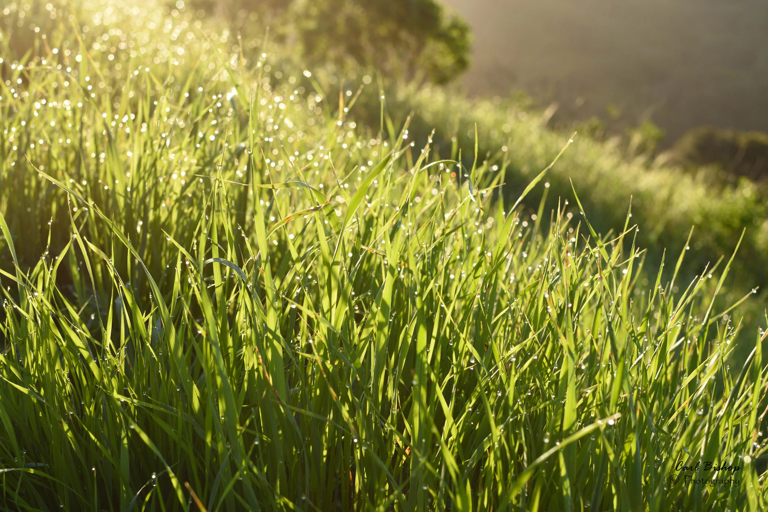 Grass Dew