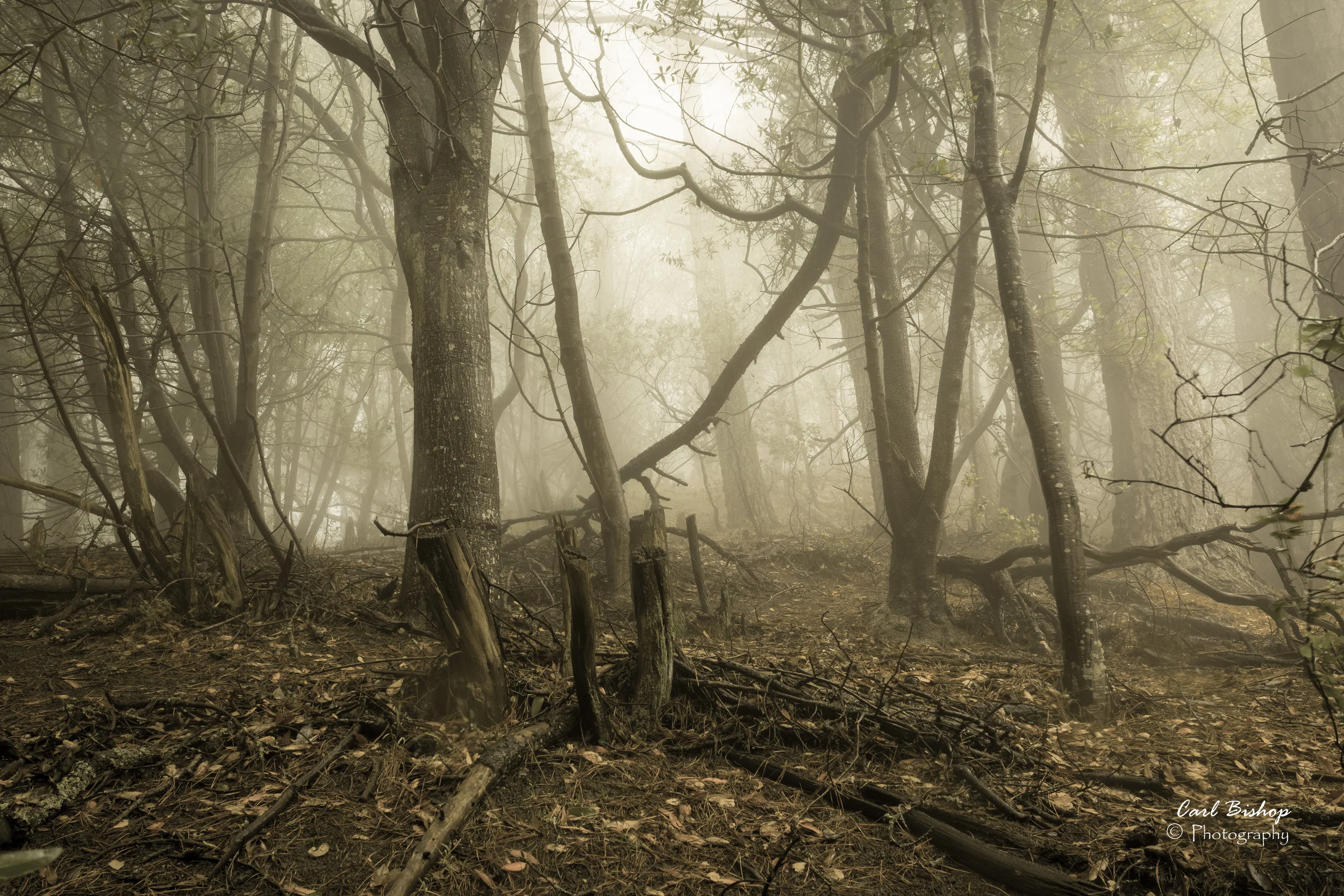 Wandering