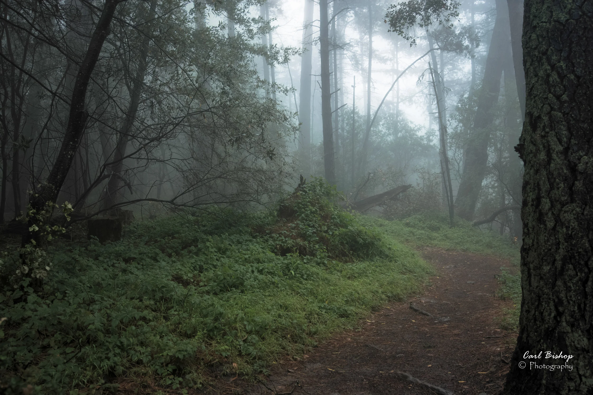 Haunted Woods