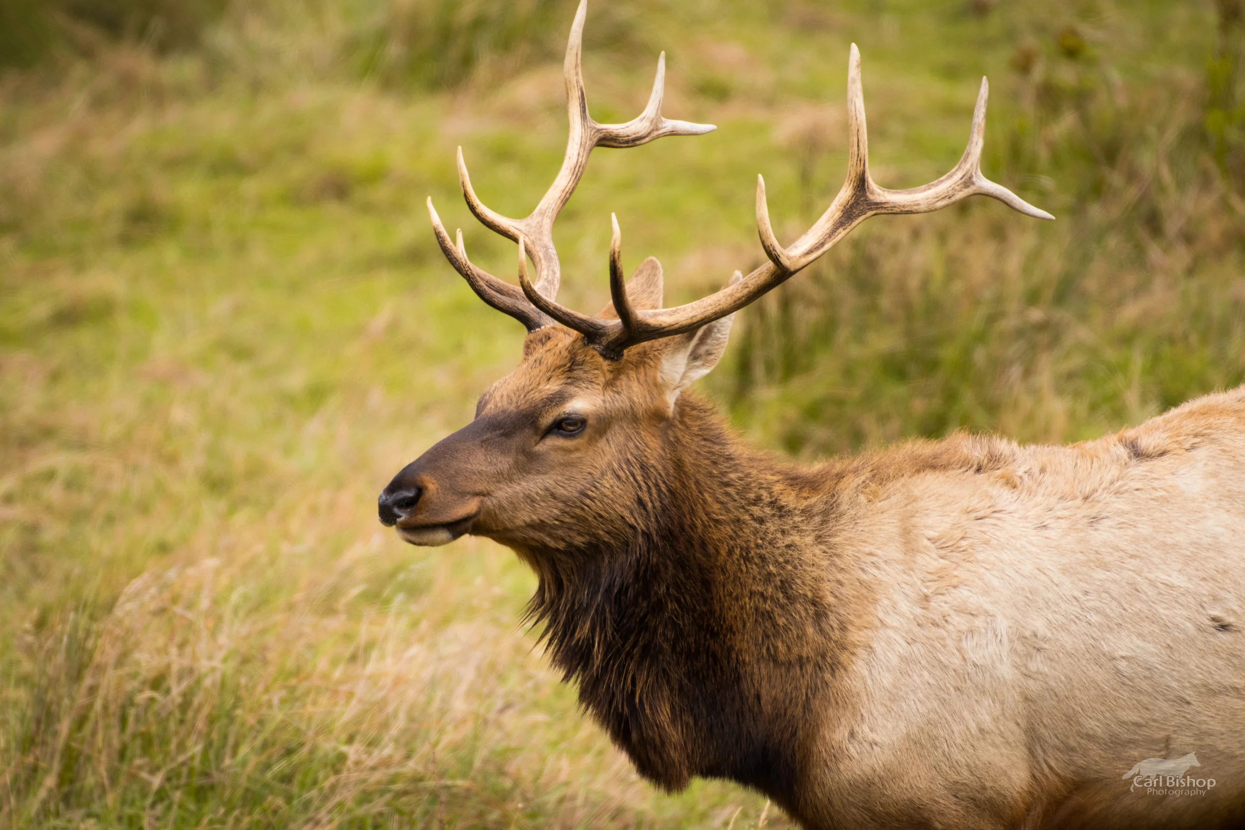 IvernessBuck2NewWM.jpg