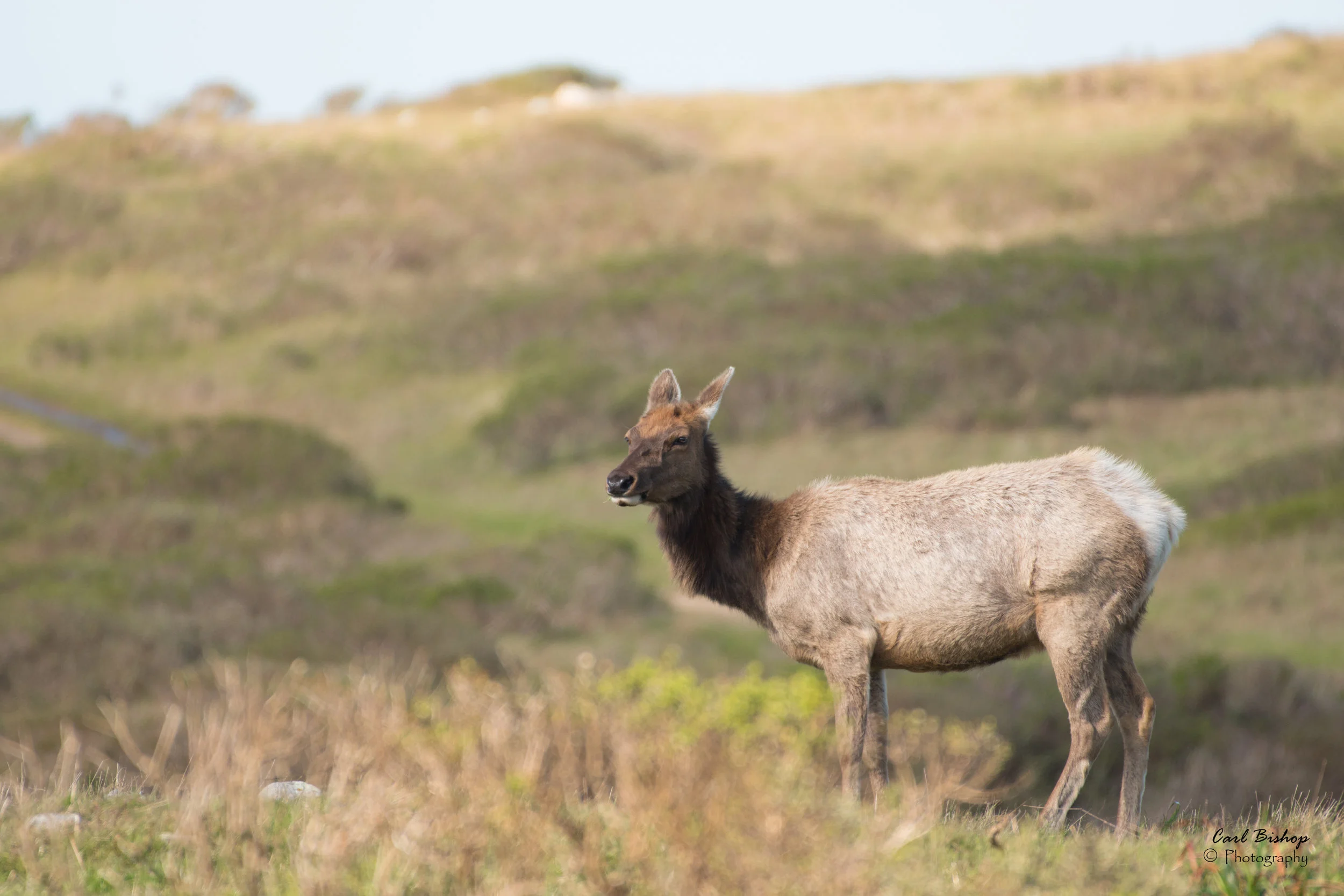 Female Tule Elk Gazing