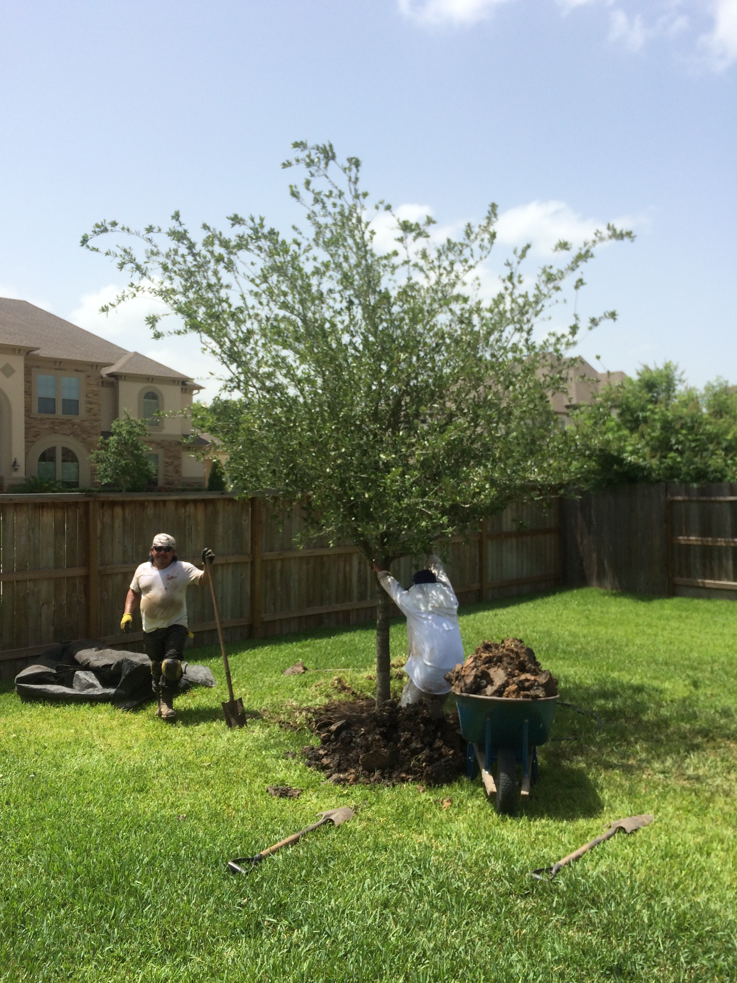 Set Roots, Roots Landscaping Houston