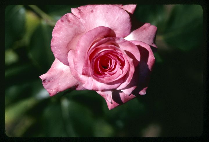 0002 Rose.jpg