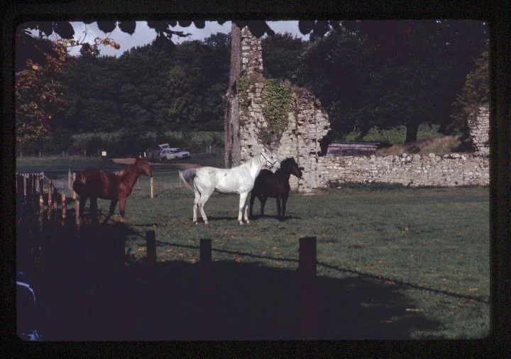 0040 Horses-Wall Ruins.jpg