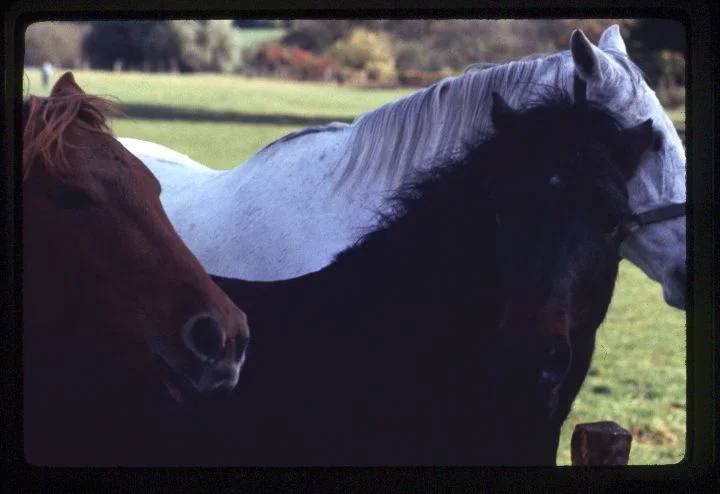 0051 Three Horses.jpg