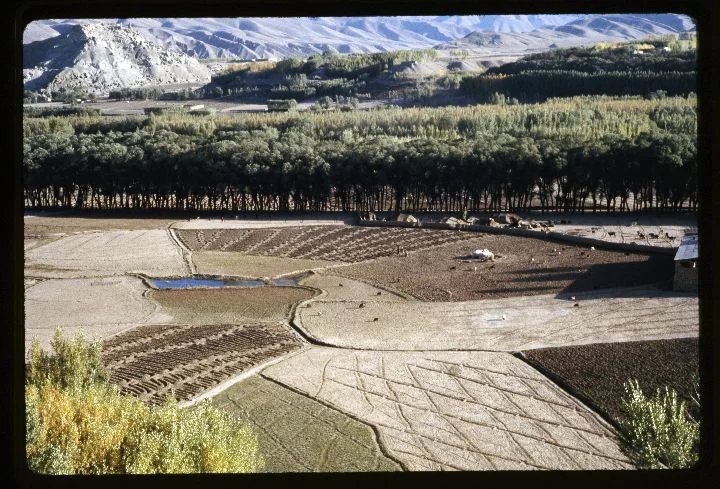 0293 Farm-Diamond Pattern Fields.jpg