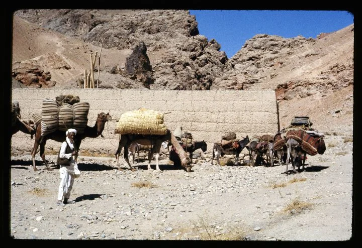 0326 Man with Camels and Donkeys.jpg