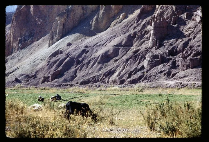 0250 Ruins on Mountains-Cows Grazing.jpg