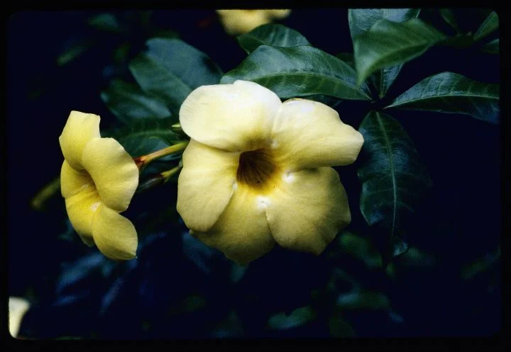 0562 Yellow Flower.jpg