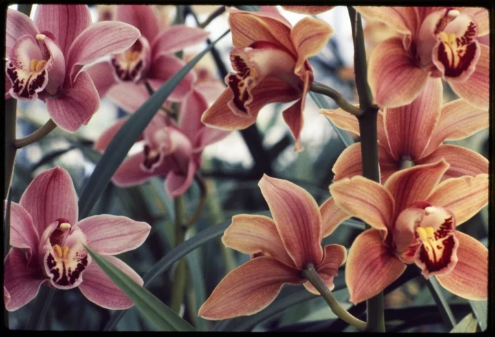 1305 Pink Flowers.jpg