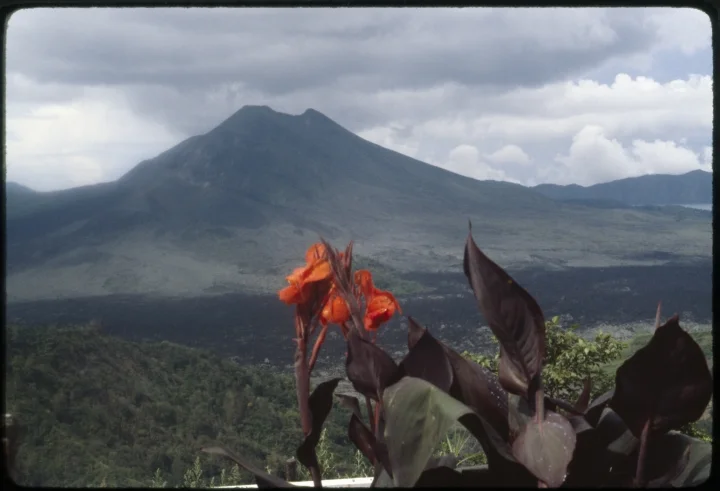 1368 Red Flower in Front of Volcano.jpg