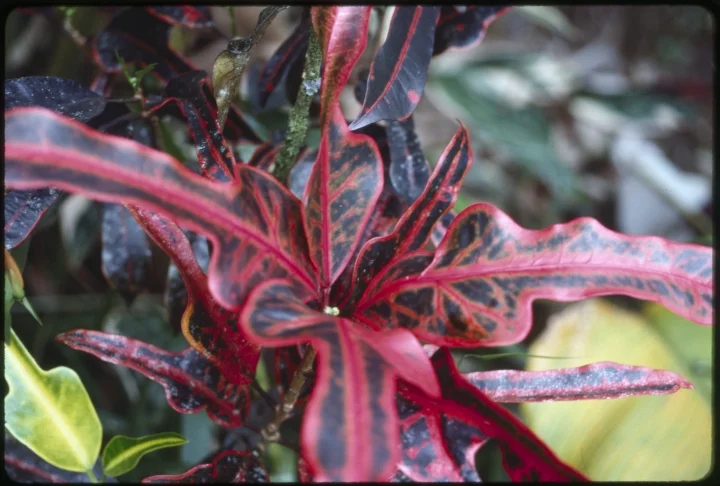 1385 Red and Black Flower.jpg