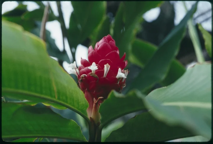 1421 Red and White Flower.jpg