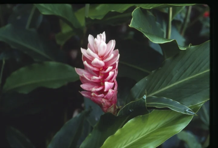 1433 Pink Conical Flower.jpg