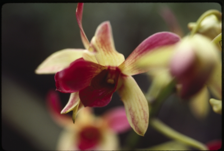 1438 Pink and Yellow Flower.jpg