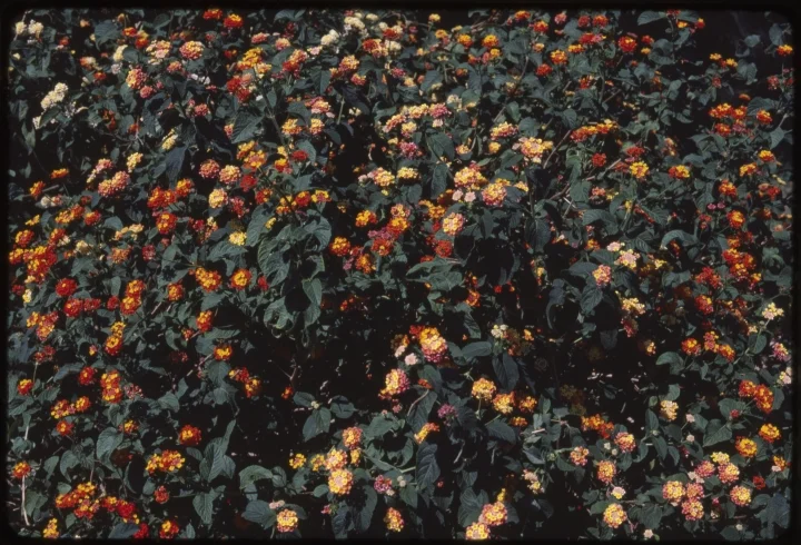 1552 Bushes of Colorful Flowers.jpg