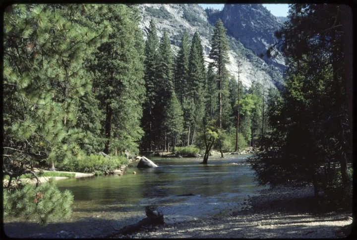 1616 Forest with Creek-Mountains Right.jpg