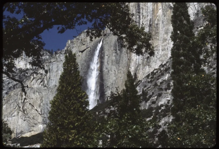 1648 Waterfall-3 Pine Trees.jpg