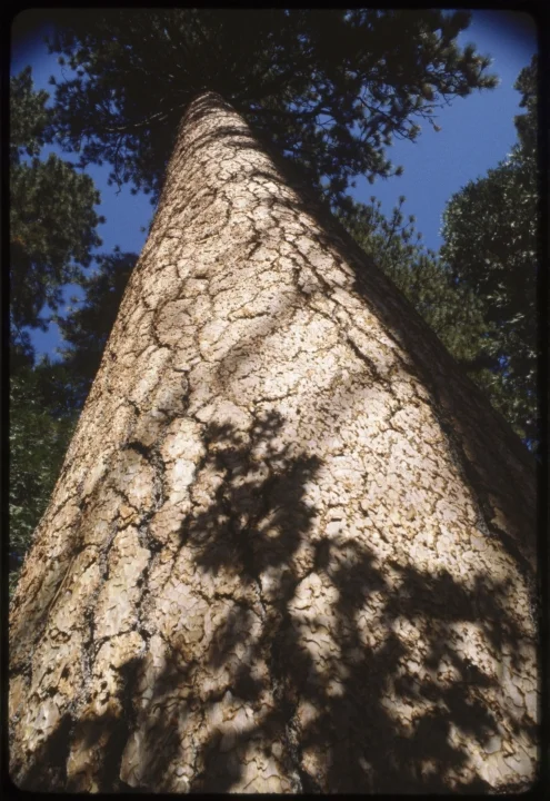1659 Very Large Tree.jpg