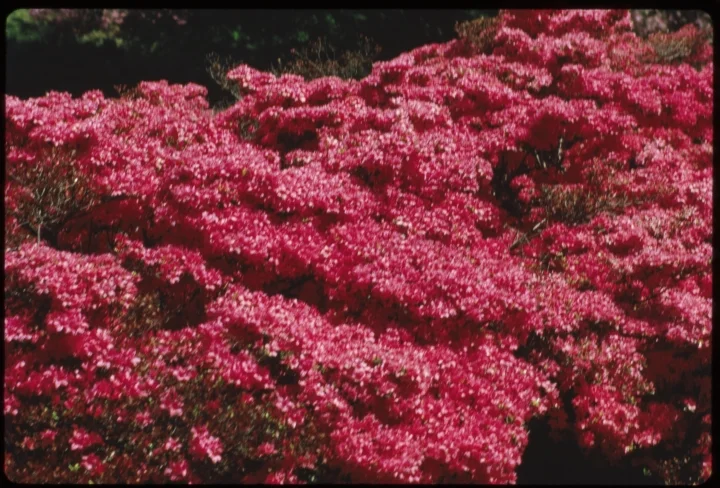 1667 Bright Pink Flowers.jpg